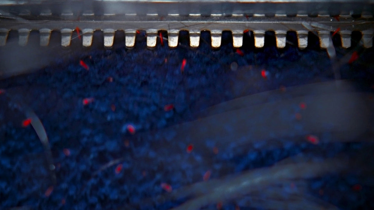 Dyson Clean+Wash Hygiene™ Floor Cleaner + 500ml Dyson O2 Probiotic Hard Floor Cleaner